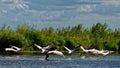 Flying pelicans