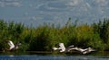 Flying pelicans