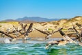 Large group of pelicans, Morro Bay, California Royalty Free Stock Photo