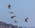 Flying pelicans