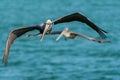 Flying Pelicans over water