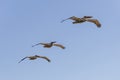 Flying pelicans Royalty Free Stock Photo