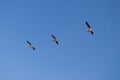 Flying pelicans, three synchronised birds. Air geometry