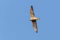 Flying Peregrine Falcon