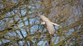 Flying peregrine falcon