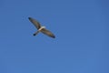 Flying peregrine falcon with spread out wings against blue sky