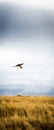 Flying pheasant fleeing away from hunters, Aviemore, Scotland, United Kingdom
