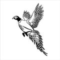 Flying pheasant. Vector black image of bird isolated on white background. Drawing illustration