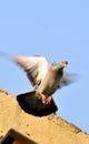 Flying pigeon Royalty Free Stock Photo