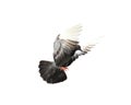 Flying pigeon in action isolated on white background. Royalty Free Stock Photo