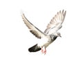 Flying pigeon in action isolated on white background. Royalty Free Stock Photo