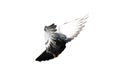 Flying pigeon in action isolated on white background. Royalty Free Stock Photo