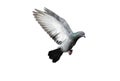 Flying pigeon in action isolated on white background. Royalty Free Stock Photo