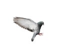 Flying pigeon in action isolated on white background. Royalty Free Stock Photo