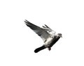 Flying pigeon in action isolated on white background. Royalty Free Stock Photo