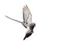 Flying pigeon in action isolated on white background. Royalty Free Stock Photo