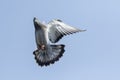 Flying pigeon against light blue sky