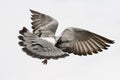 Flying pigeon bird feather wing agains white sky Royalty Free Stock Photo