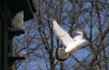 Flying pigeon, dove