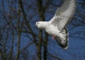 Flying pigeon, dove