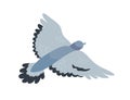 Flying pigeon flat vector illustration. Free animal with dark grey plumage. Gray dove with spread wings. Bird flight Royalty Free Stock Photo