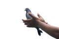 flying pigeon with hands giving freedom hope new sign of love