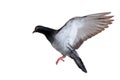 Flying pigeon isolated on white Royalty Free Stock Photo