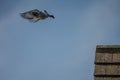 Single Flying Pigeon against a blue sky