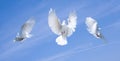 Flying pigeons Royalty Free Stock Photo