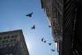 Flying pigeons and buildings rising overhead against a blue sky. Royalty Free Stock Photo