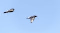 Flying pigeons Royalty Free Stock Photo