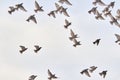 Flying Pigeons. Flock, Flight Of Birds. Free Birds Isolated On A White Background