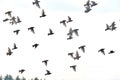 Flying pigeons. Flock, flight of birds. Free birds isolated on a white background Royalty Free Stock Photo