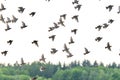 Flying pigeons. Flock, flight of birds. Free birds partially isolated on a white background, trees in the back Royalty Free Stock Photo