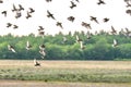 Flying pigeons. Flock, flight of birds. Free birds partially isolated on a white background, trees in the back Royalty Free Stock Photo