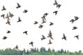 Flying pigeons. Flock, flight of birds. Free birds partially isolated on a white background, trees in the back Royalty Free Stock Photo