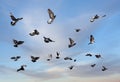 Flying pigeons