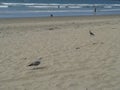 Flying Pigeons Seagull and Pelicans above Cloudy Sea Breakwater Esplanade Beach Ensenada Sea Waves Blue Sky Royalty Free Stock Photo