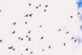 Flying pigeons in the sky. A flock of birds against the blue sky with clouds. Pigeons in the sky are flying in one direction. Royalty Free Stock Photo