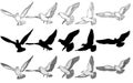 Flying pigeons Vector illustration set. Black and white