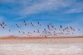 Flying pink flamingos with blue sky background, Solar de Uyuni, Bolivia Royalty Free Stock Photo