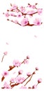 Flying pink petals and sakura branches. Vertical banner backround