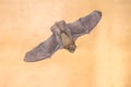 Flying Pipistrelle Bat from above on bright background Royalty Free Stock Photo