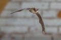 Flying Pipistrelle bat against white brick wall Royalty Free Stock Photo