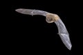 Flying Pipistrelle Bat on black background Royalty Free Stock Photo