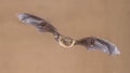 Flying Pipistrelle Bat on bright background Royalty Free Stock Photo