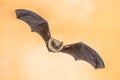 Flying Pipistrelle bat on bright brown background Royalty Free Stock Photo