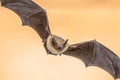 Flying Pipistrelle bat on brown background Royalty Free Stock Photo