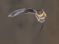 Flying Pipistrelle bat on brown background