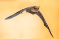 Flying Pipistrelle bat on brown background Royalty Free Stock Photo